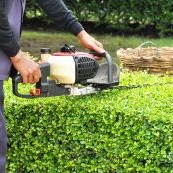 Click here to view our Hedging & Pruning Service.