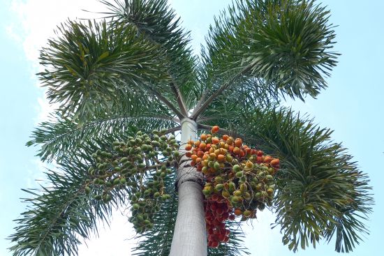 If your palm trees need cleaning, de-seeding or the removing of dead palm fronds, then we can help.