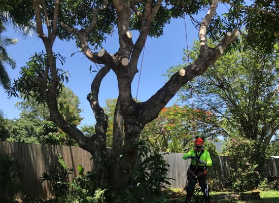 When your Trees and well maintained they look great and something to admire.